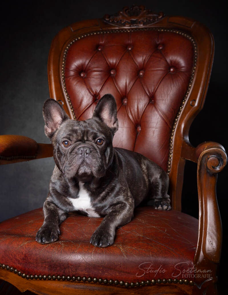 studio soeteman foto van hond