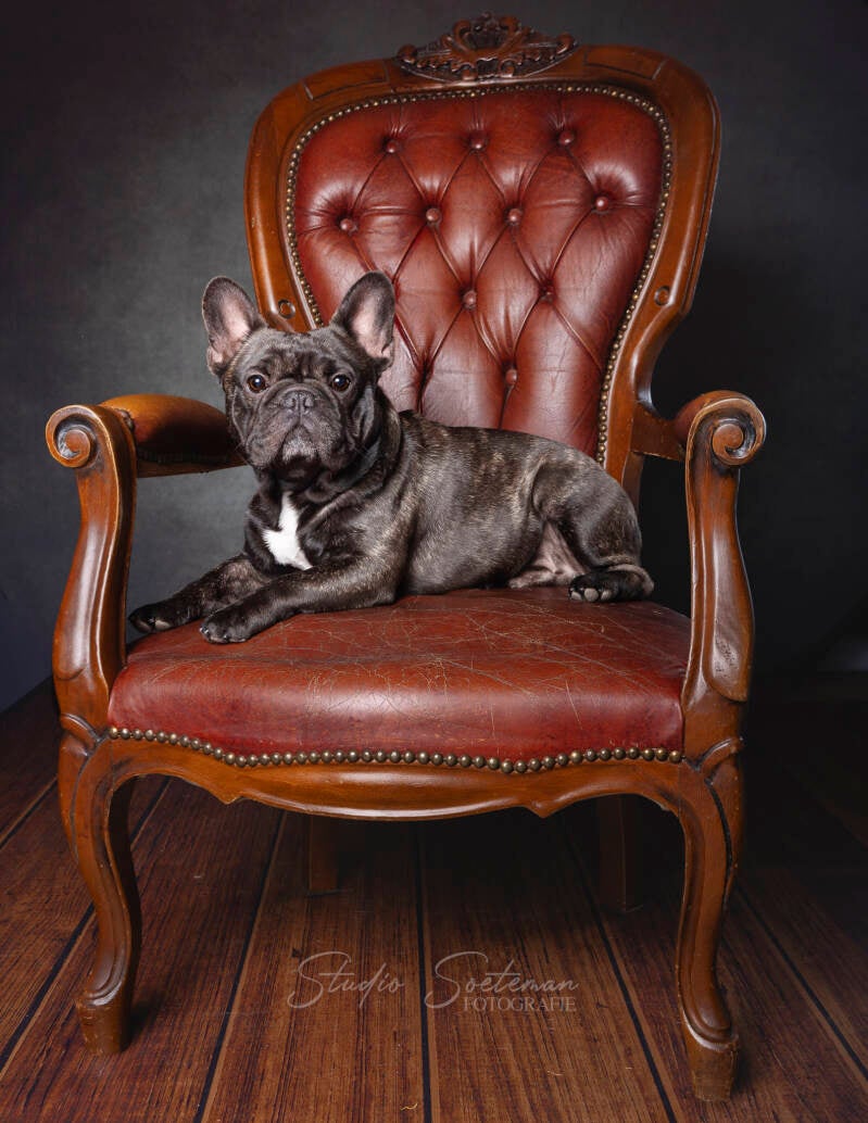 studio soeteman foto van hond