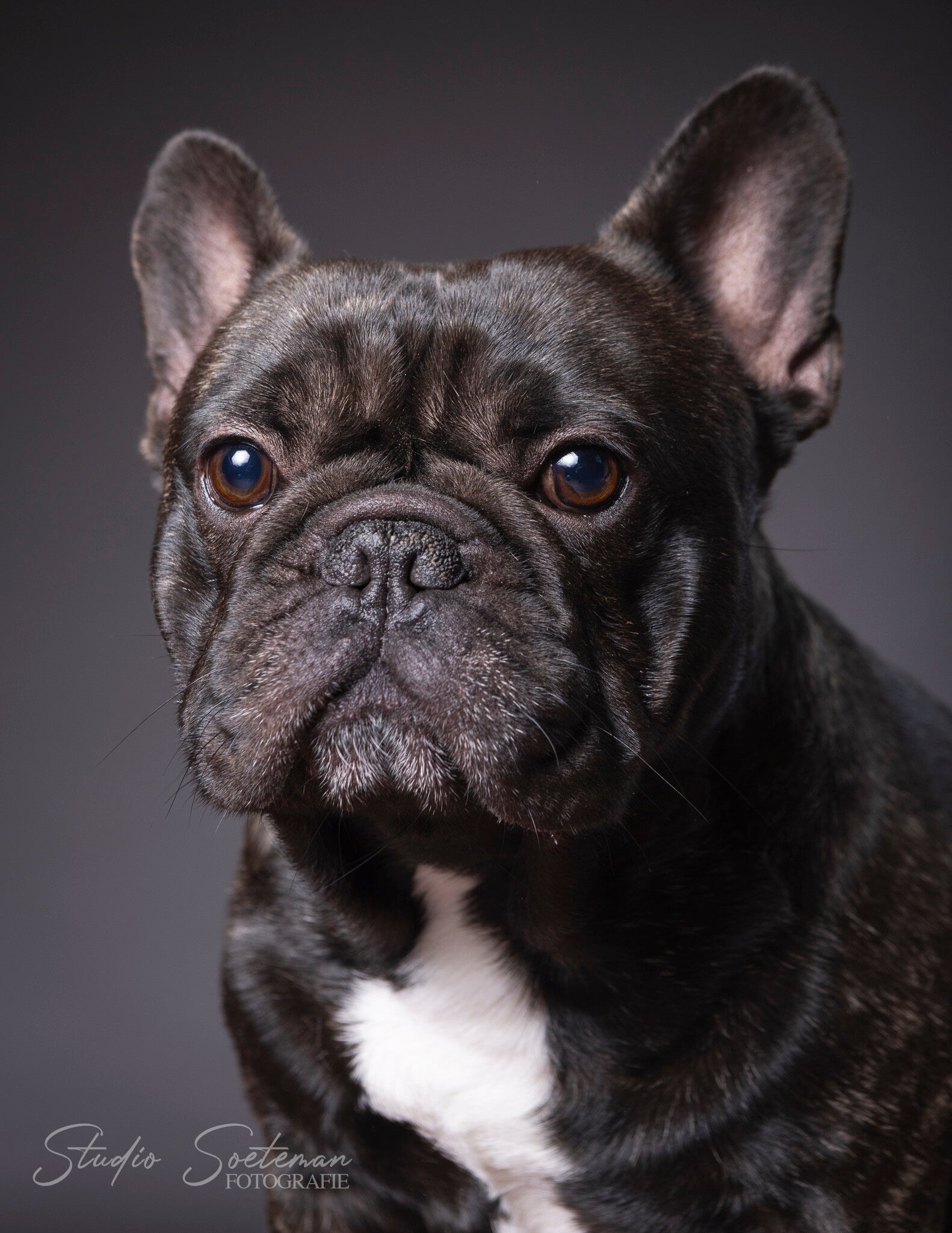 studio soeteman foto van hond