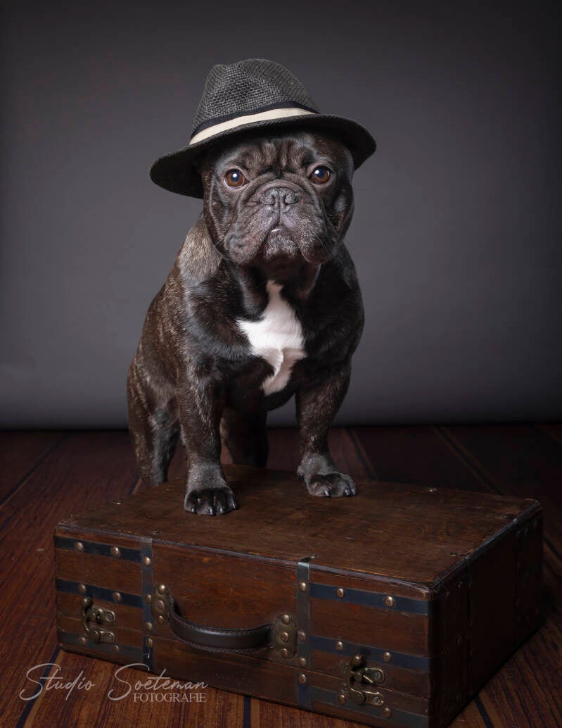 studio soeteman foto van hond