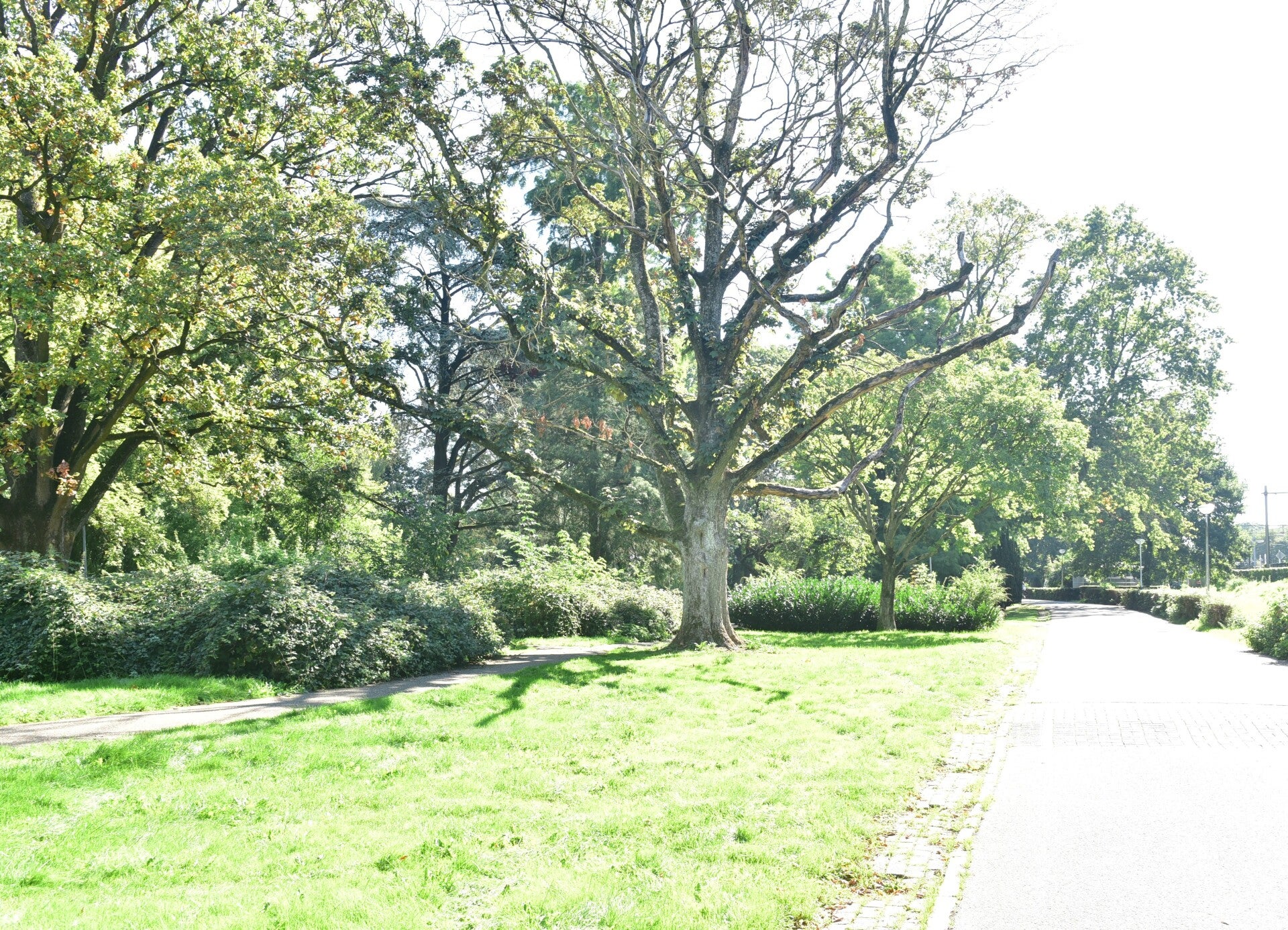 jwc_9657-standard-17cmwr.jpg