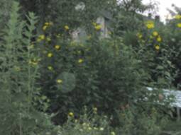 Orb im Garten