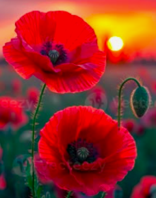 Fondant coquelicot
