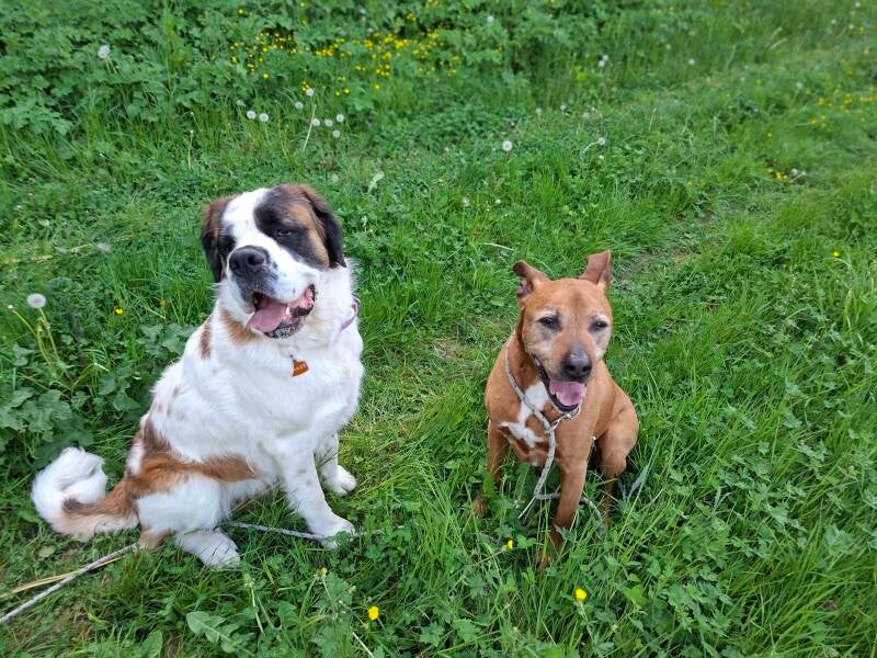 Pixel et Baloo en balade