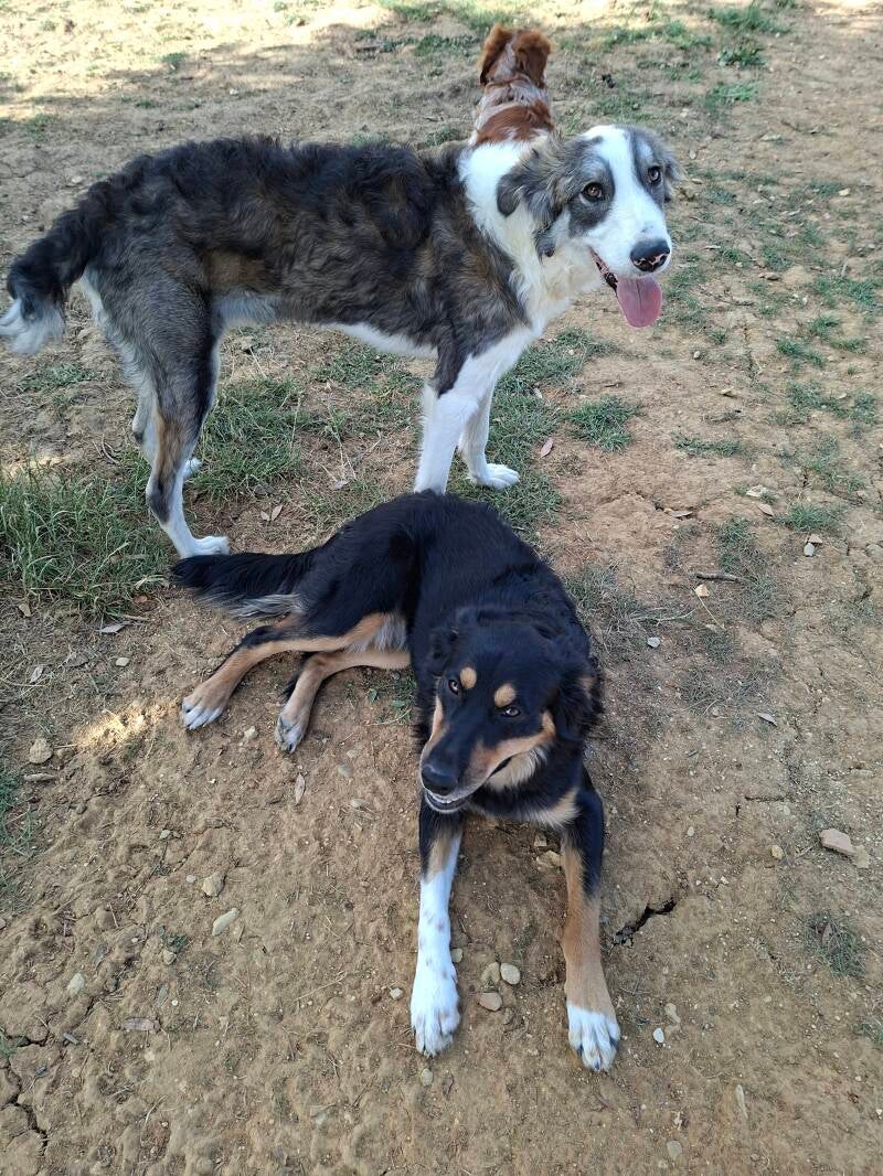 Bazou et Nina