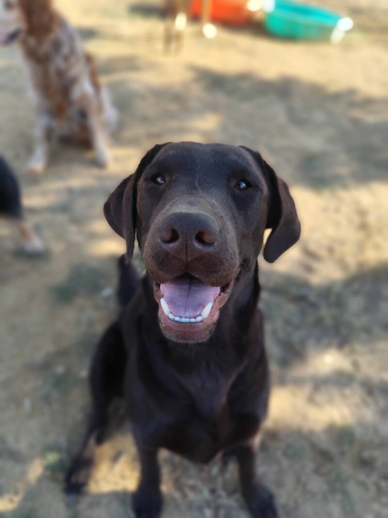 Tyson