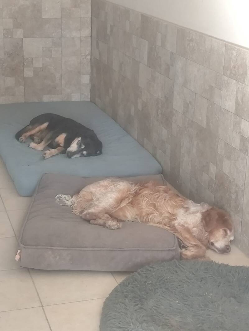 Moment repos pour les plus vieux