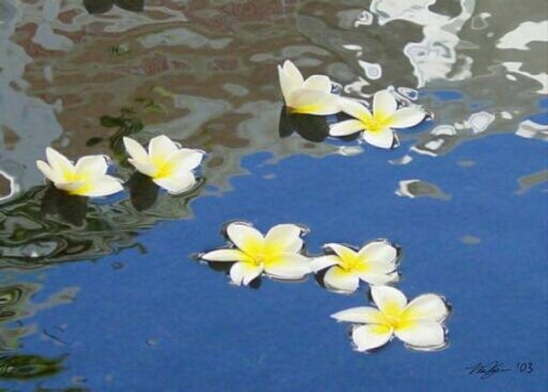 Floating Plumeria