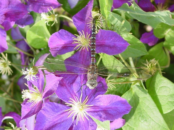 Smiling Dragonfly