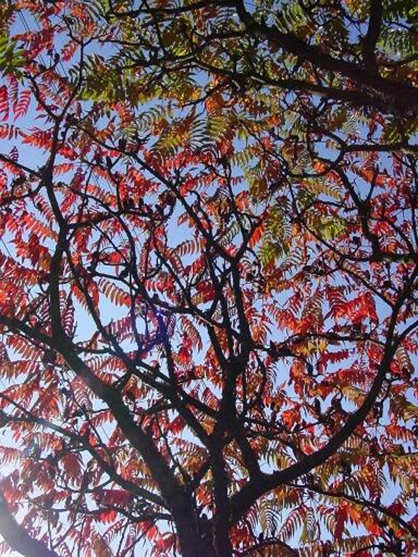 Heart Tree
