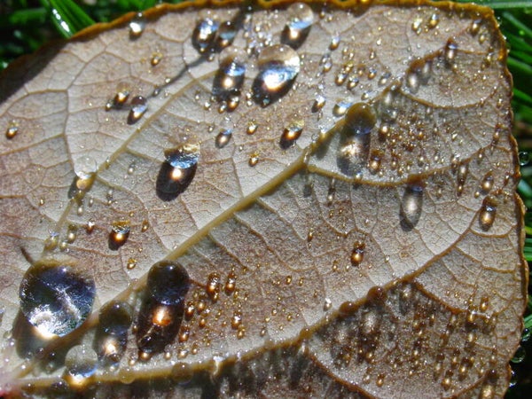 Rain Drop with A Wave