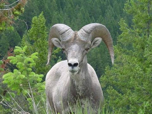 Wild Ram
