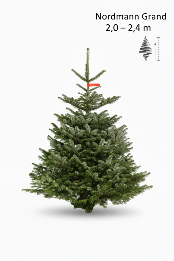 Nordmann Grand – 2,0 – 2,4 m