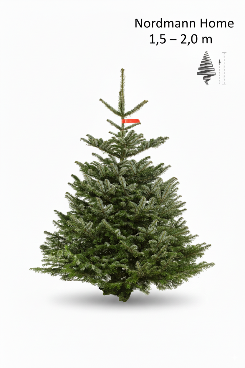 Nordmann Home– 1,5m – 2,0 m