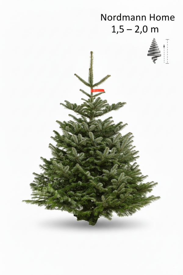 Nordmann Home– 1,5m – 2,0 m