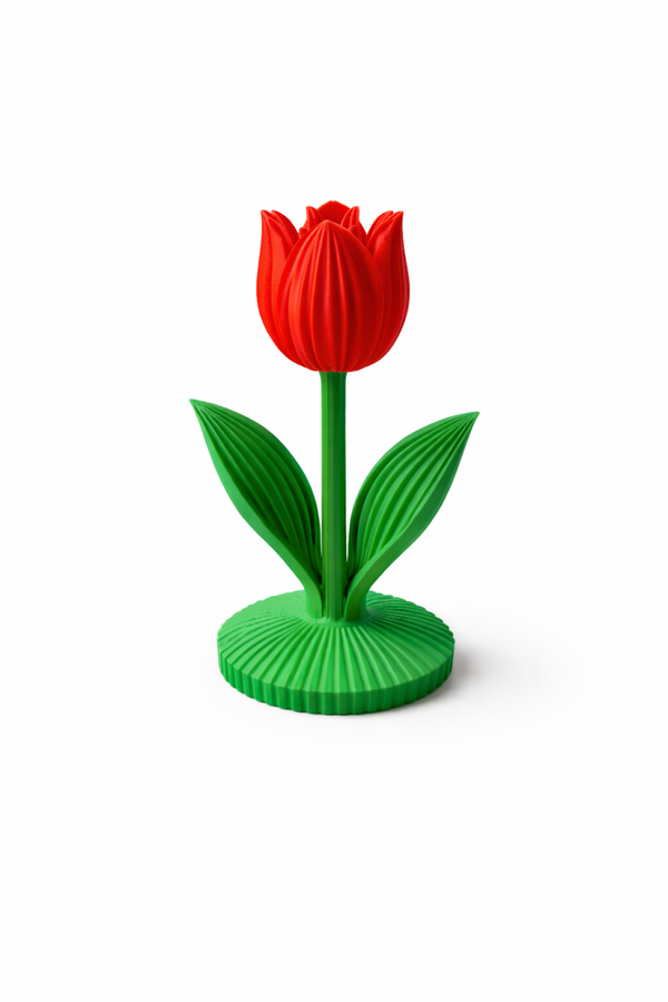 Tulp