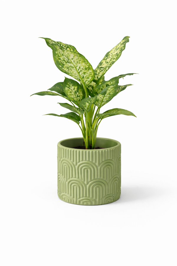 Bloempot Belia