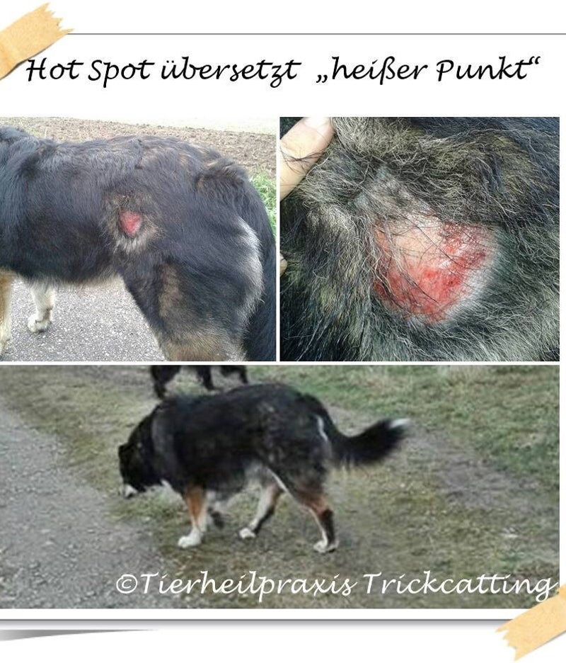 Hotspot Hund