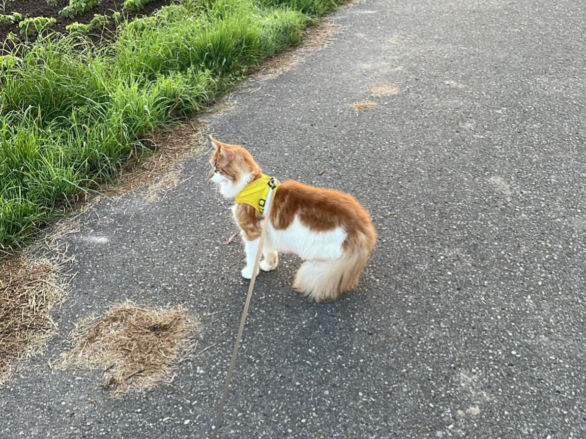 Kenji, ein Kater nach Darminvagination und Darmoperation, läuft entspannt draußen spazieren. Seine Geschichte zeigt den Weg von schweren Darmproblemen und empfindlicher Verdauung hin zu mehr Stabilität und Lebensqualität.