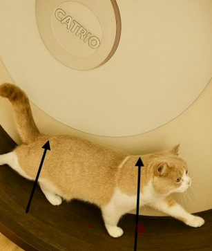 Körperhaltung im Laufrad