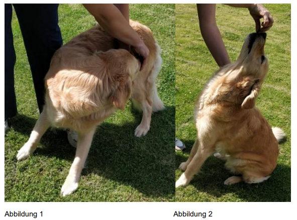 Rücken- und Halsmuskulatur Übung