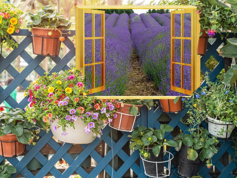 Lavender View, Worcestershire 80x60cm