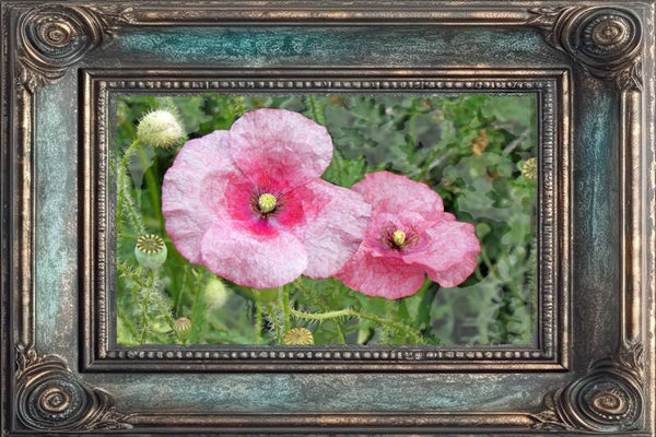 Framed Poppies 60x40cm