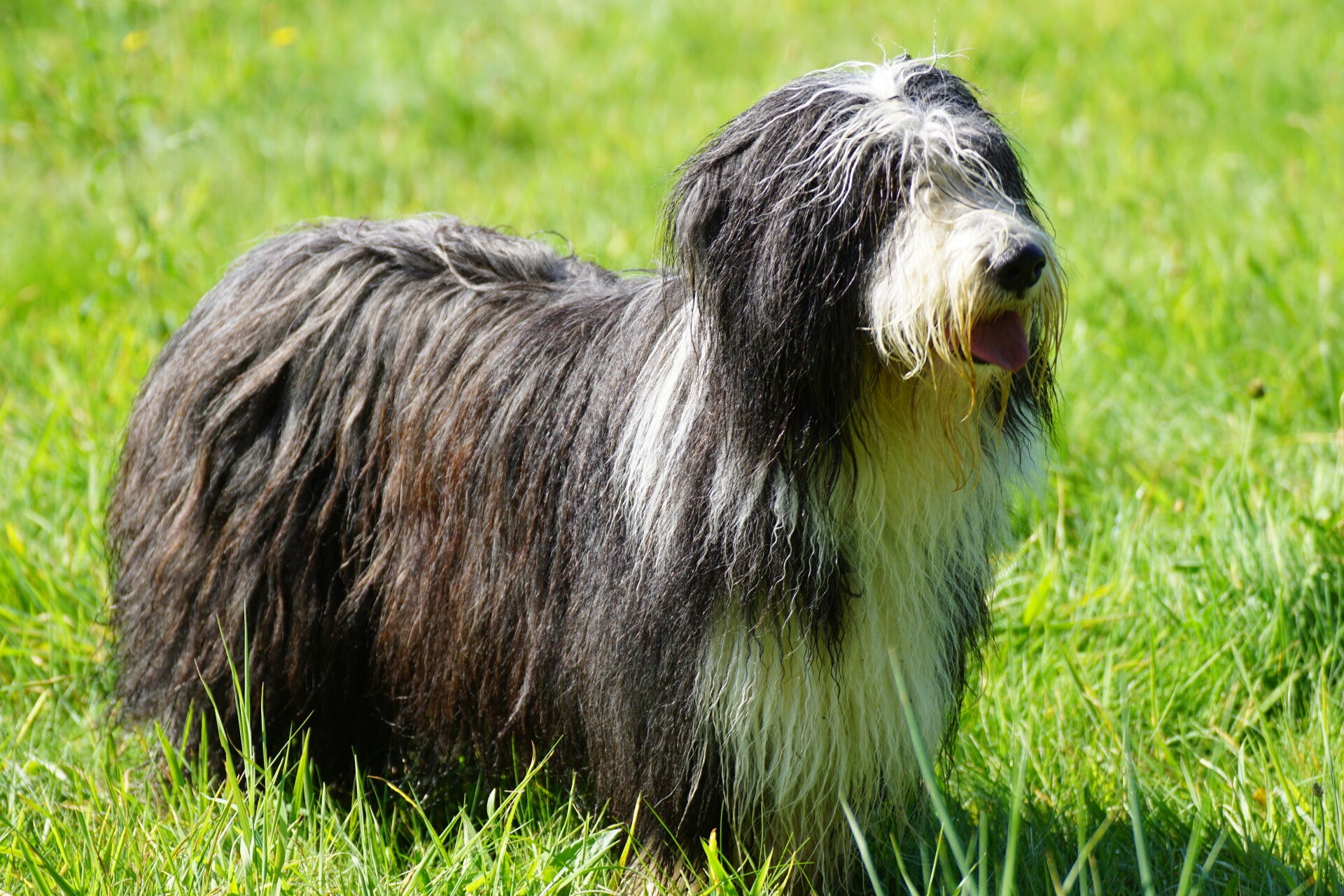 Siviwonder Turnbeutel 'BEARDED COLLIE' – Baumwolltasche Mit Hunderassen-Motiv, 37x46 Cm, Schwarz
