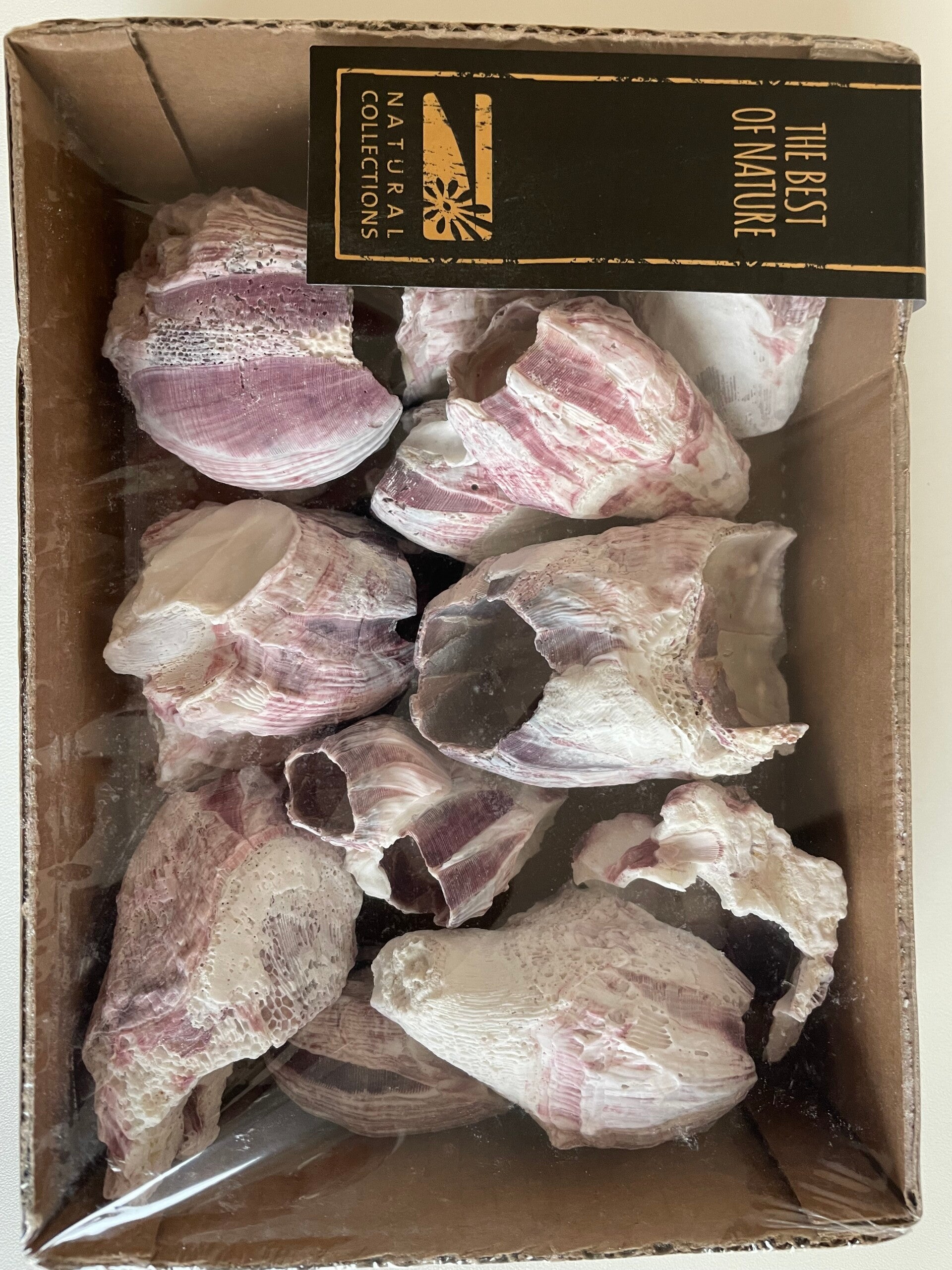 Muscheln als Deko, zum Basteln oder fürs Aquarium