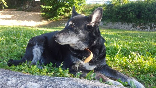 Communication animaux décédés