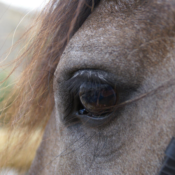 Communication transmission de message
