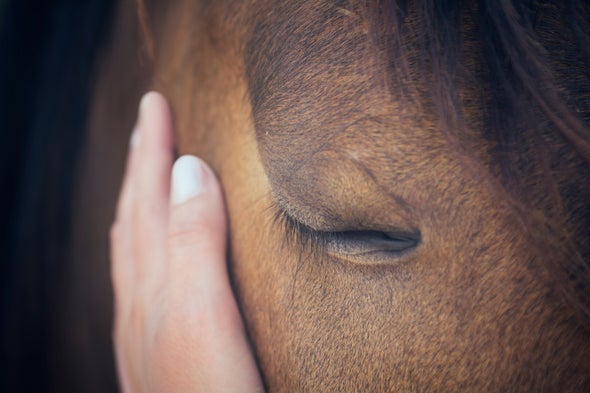 Une main posée contre la joue d'un cheval les yeux fermés.
