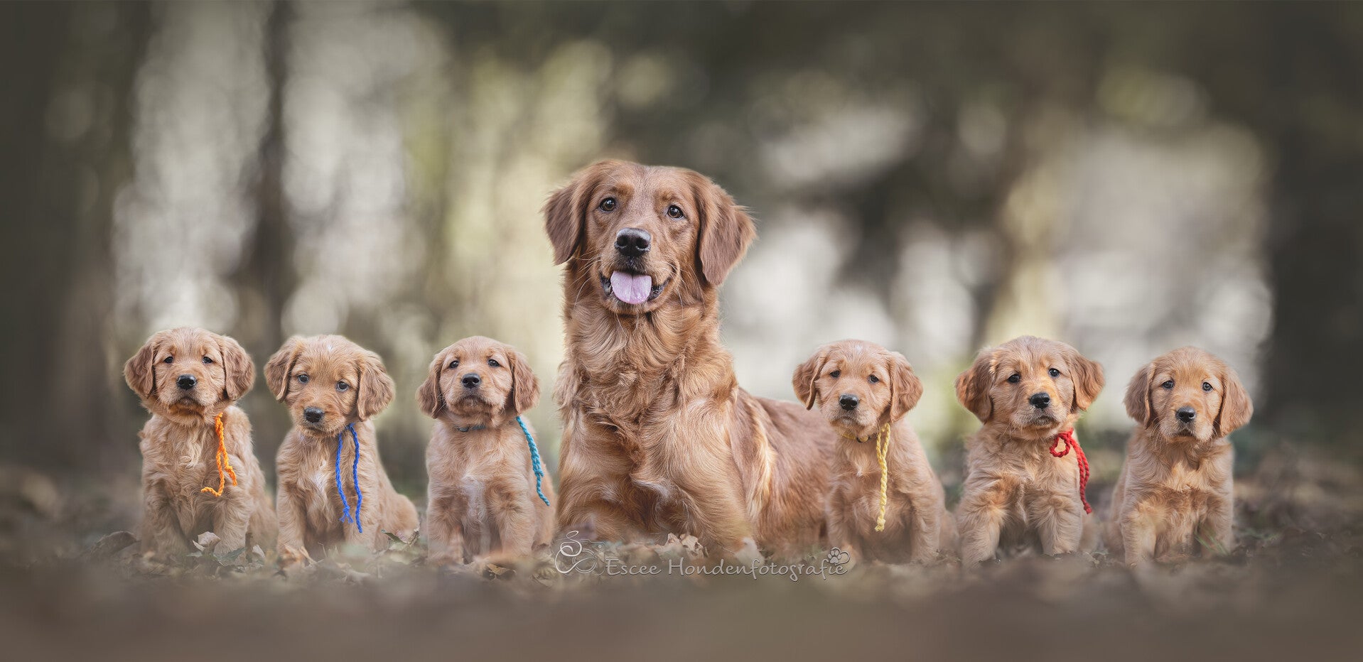 Golden retriever puppy's met moederhond.