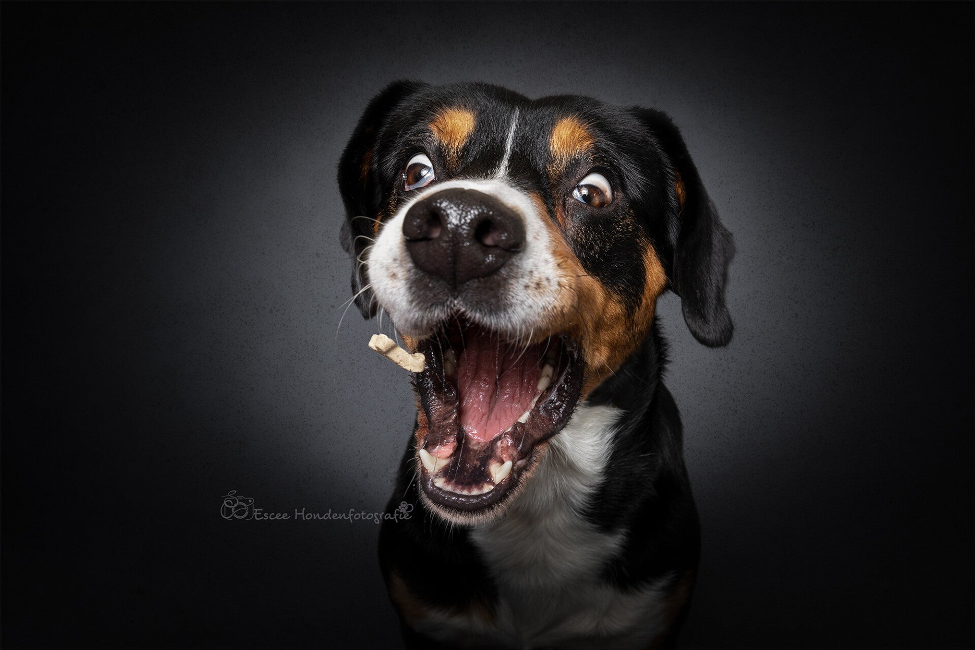 Entlebucher sennenhond vangt een koekje.