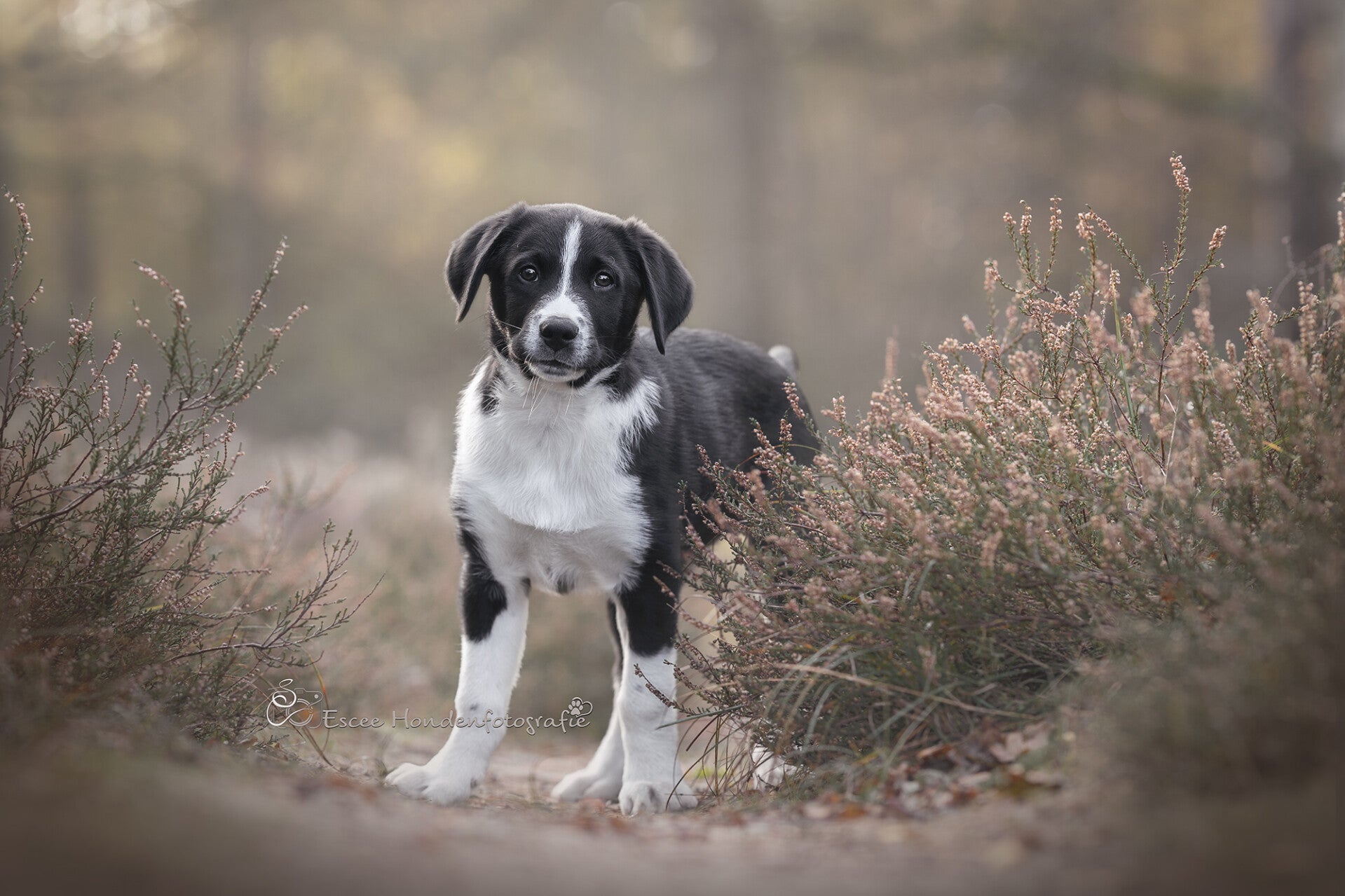 Puppy in de heide.