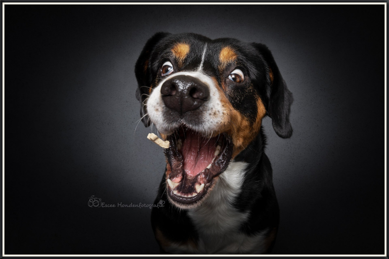 Entlebucher sennenhond vangt een hondenkoekje