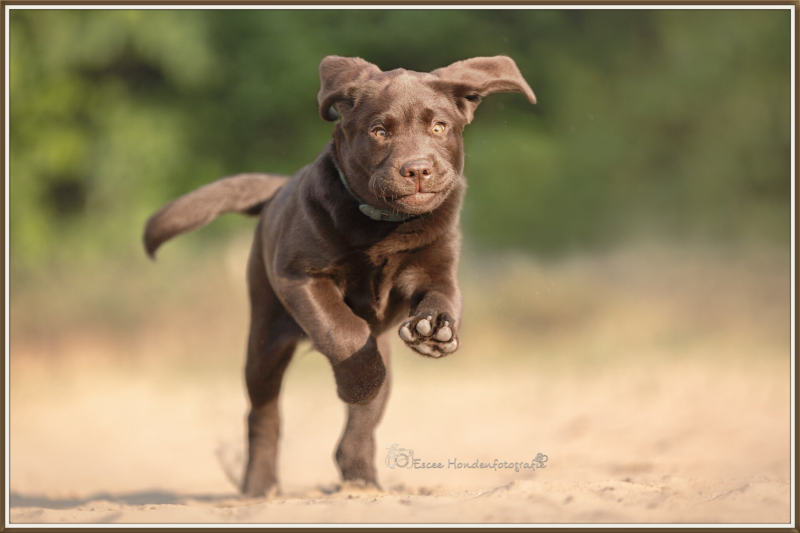 Bruin labrador pup rennend in het zand.