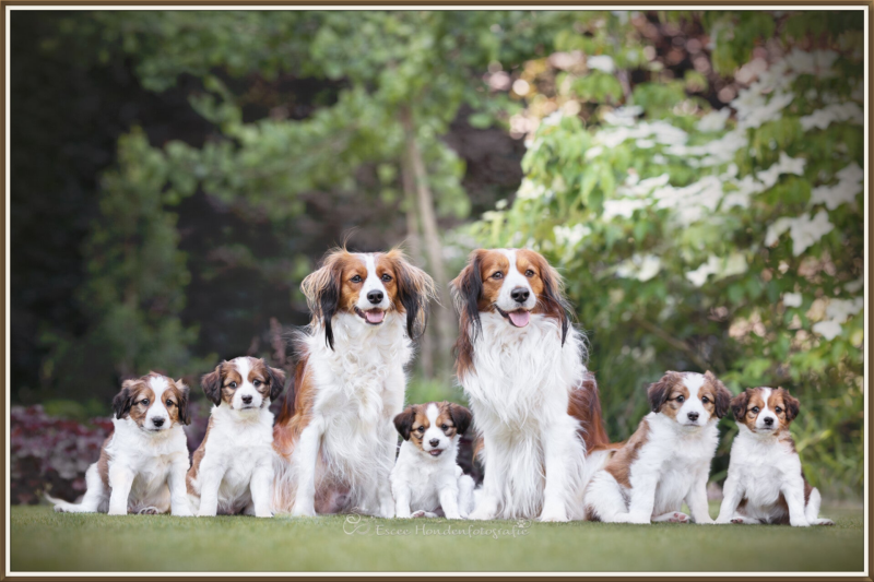 Vijf puppy's met ouders kooikerhond.