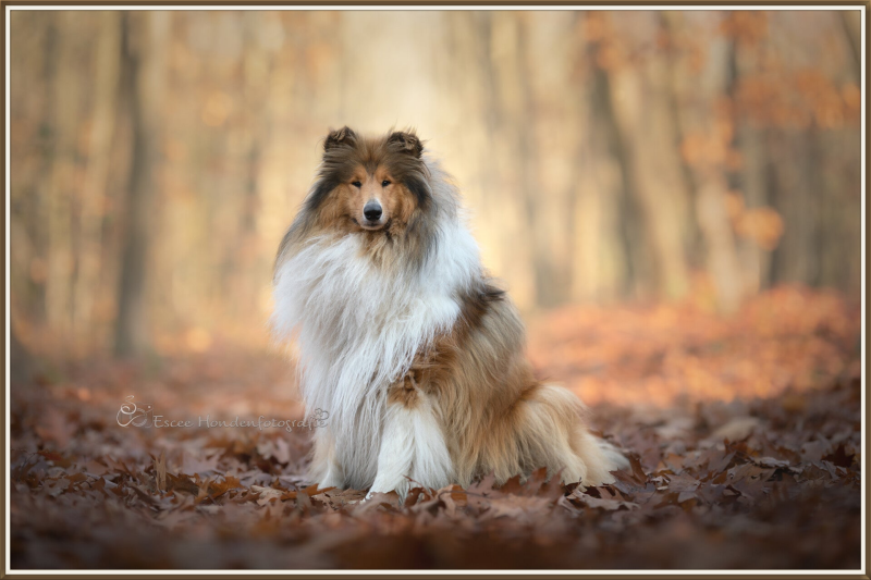 Schotse collie zittend in de herfstbladeren.
