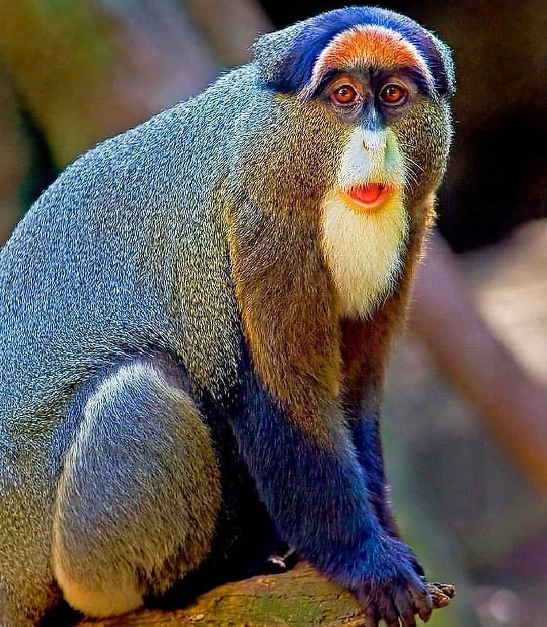 Large groups of blue monkeys live around Lake Manyara