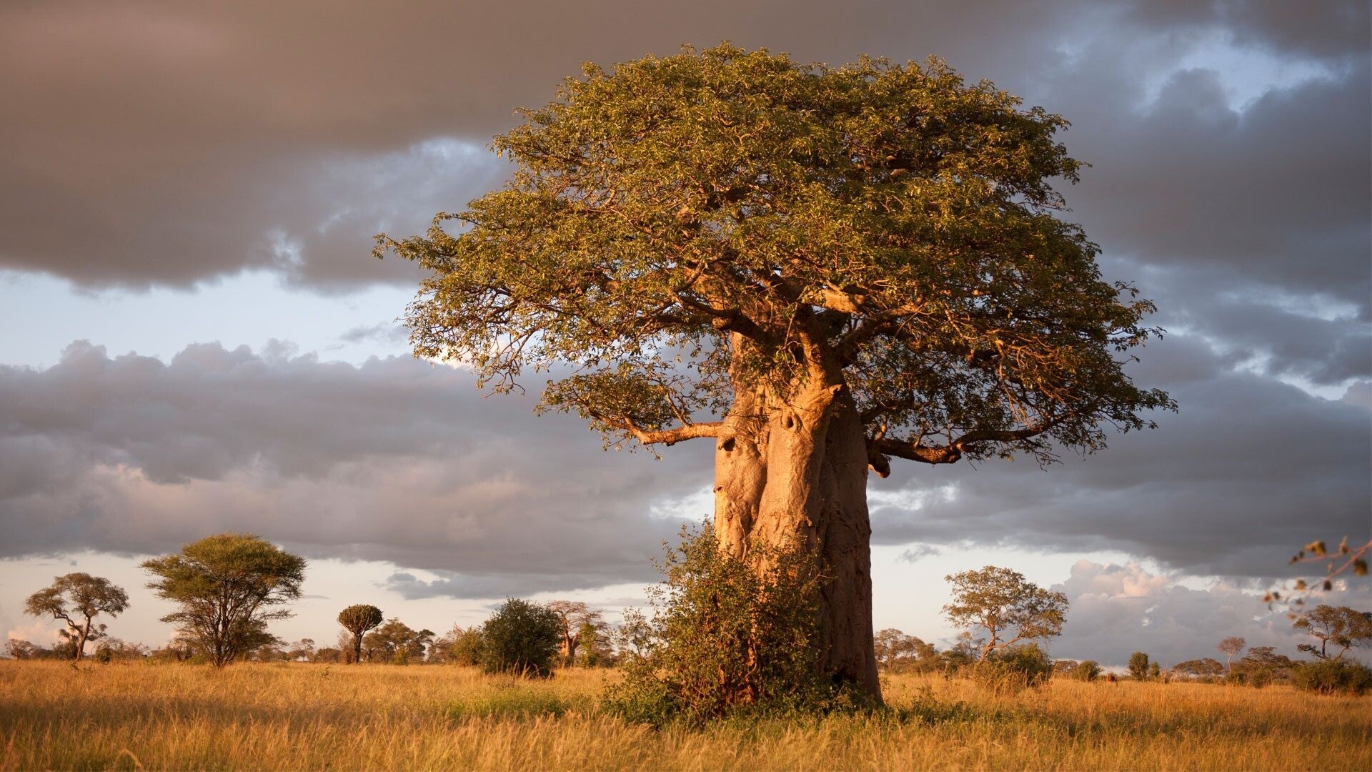 Tarangire national park