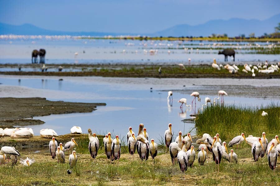 Waterbirds can be seen at Lake Manyara.