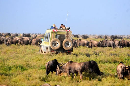Serengeti Safari