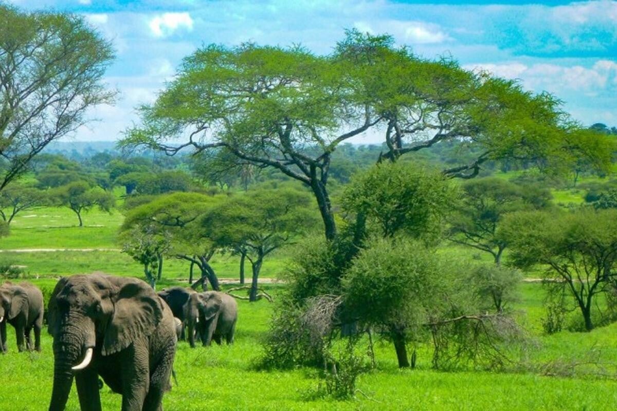 During the Green season, Tanzania is beautifully green