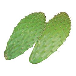 Nopal frais coupé