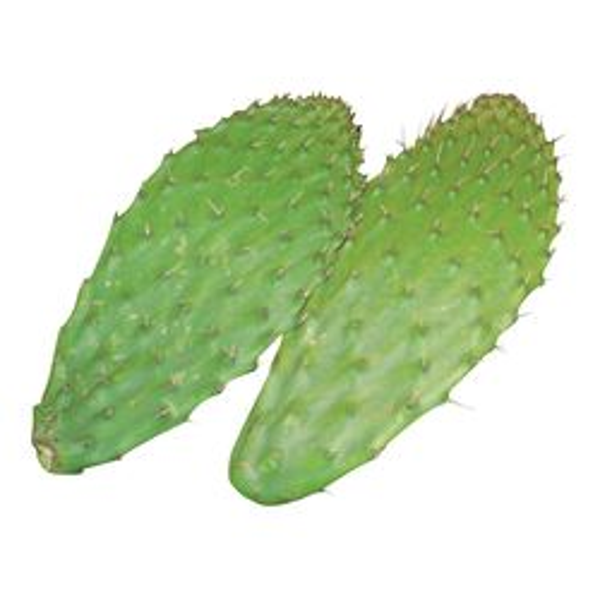 Nopal frais coupé