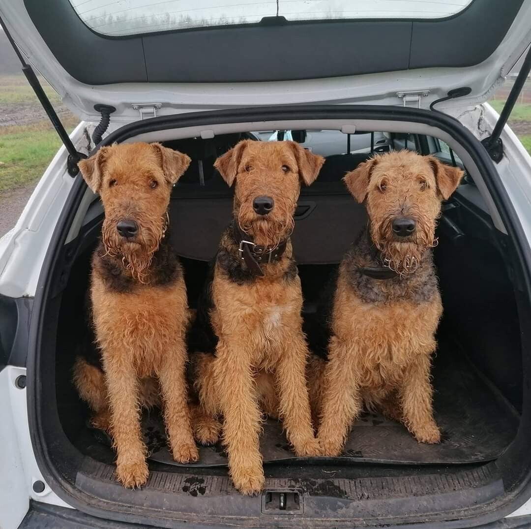 Onze honden | Airedale terrier