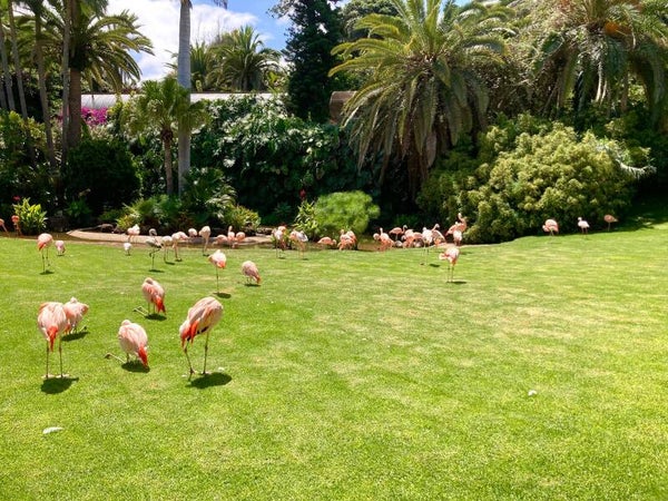 Loro Park - bilety