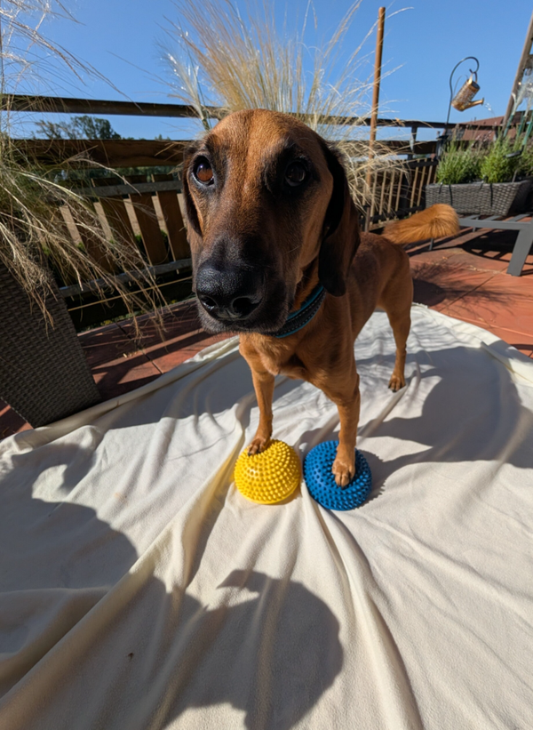 13.03.2027 FITPFOTE – DOG FITNESS