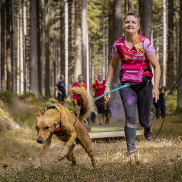 Einzelworkshop Zughundesport Basic